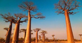 5 destinations de rêve pour découvrir l’Afrique afrique-decouvrir-voyager-paysage-foret-baobab