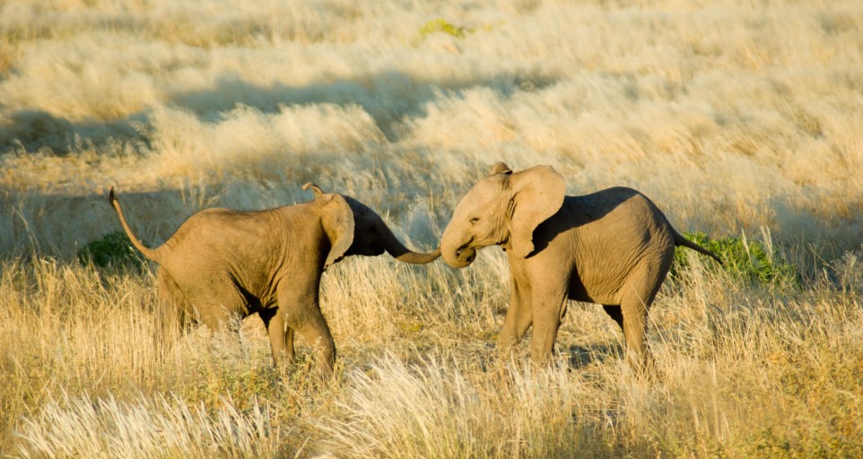 elephant-jaune-Damaraland