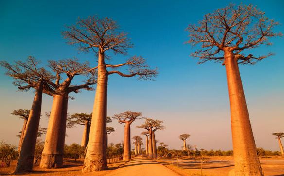 afrique-decouvrir-voyager-paysage-foret-baobab