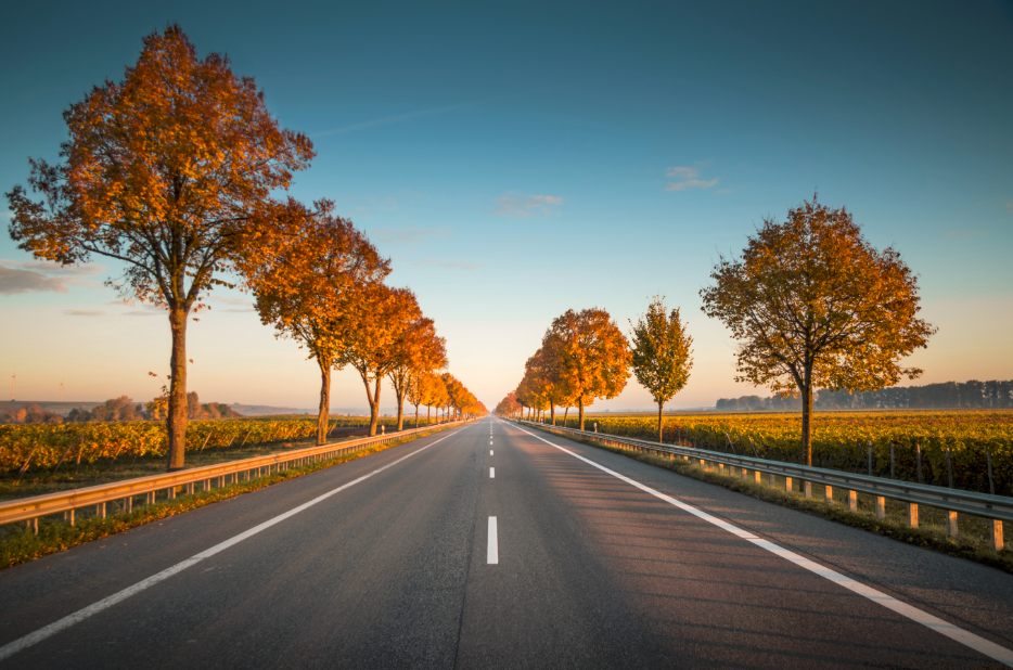 Route bordée d'arbres